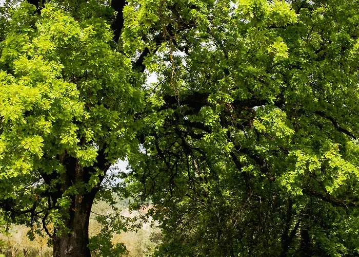 Apartman Con Piscina E Giardino - Lavanda *