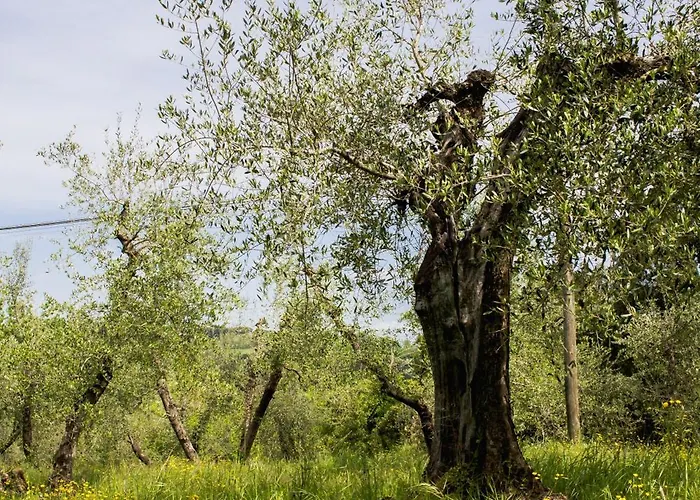 Apartman Con Piscina E Giardino - Lavanda Ghizzano